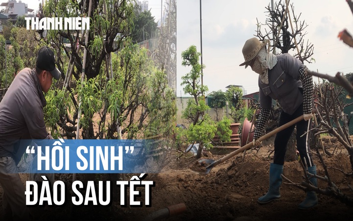 Bà con Nhật Tân tất bật trồng đào sau Tết: Lo lắng cây khô nhựa hơn do thời tiết