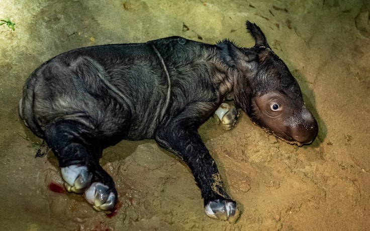Tê giác Sumatra cực hiếm sinh con