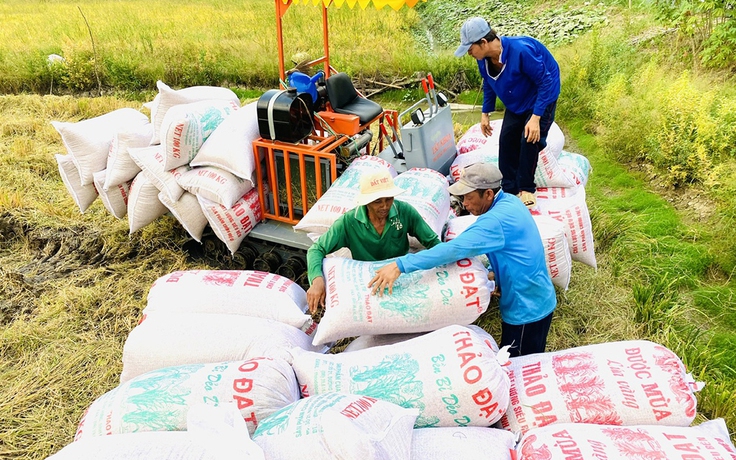 Giá gạo Việt vượt đỉnh lịch sử