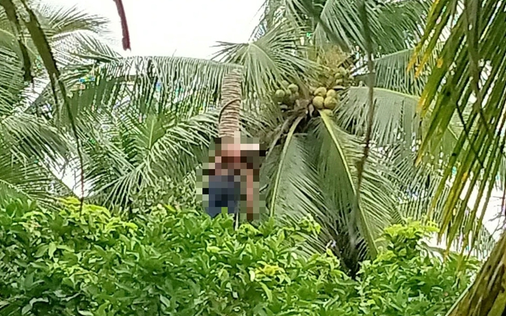 Người đàn ông tử vong khi đang cưa dừa, thi thể treo lơ lửng trên cây