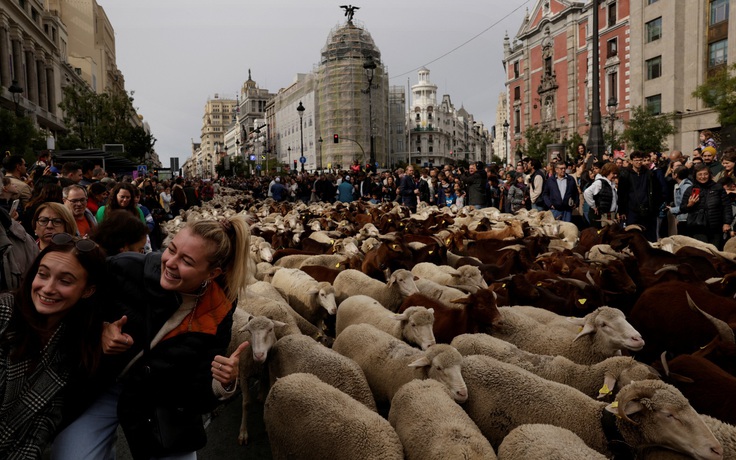 Cừu 'đổ bộ' đường phố Madrid