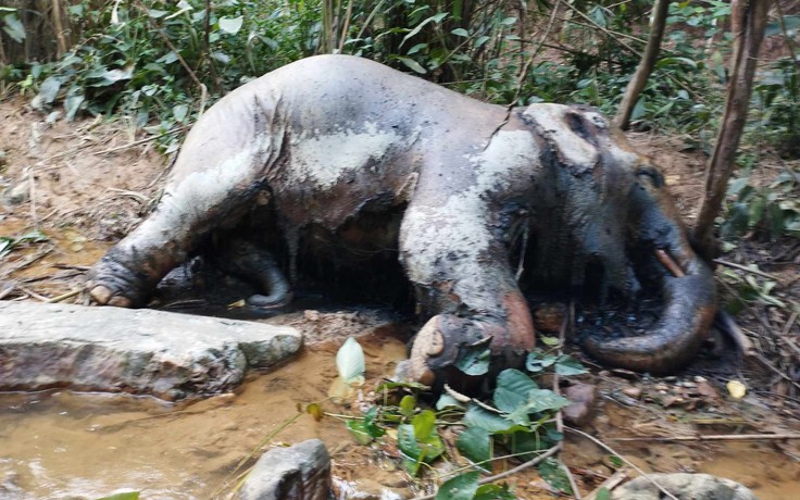 Nghệ An: Phát hiện một con voi chết trong rừng cao su
