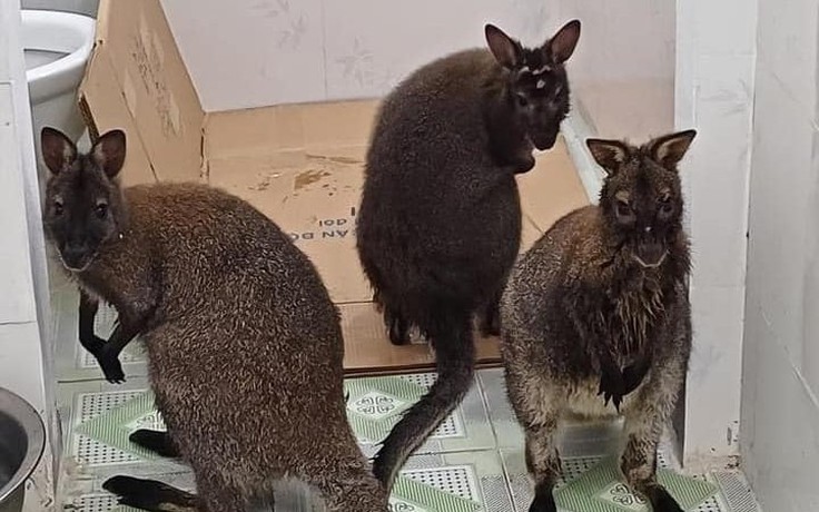 Vì sao nuôi nhốt 3 con chuột túi ở Cao Bằng trong nhà vệ sinh?