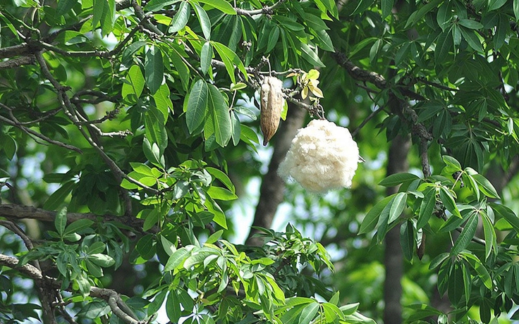 Hào khí miền Đông: Cây gòn hoài niệm khó quên về quê nhà