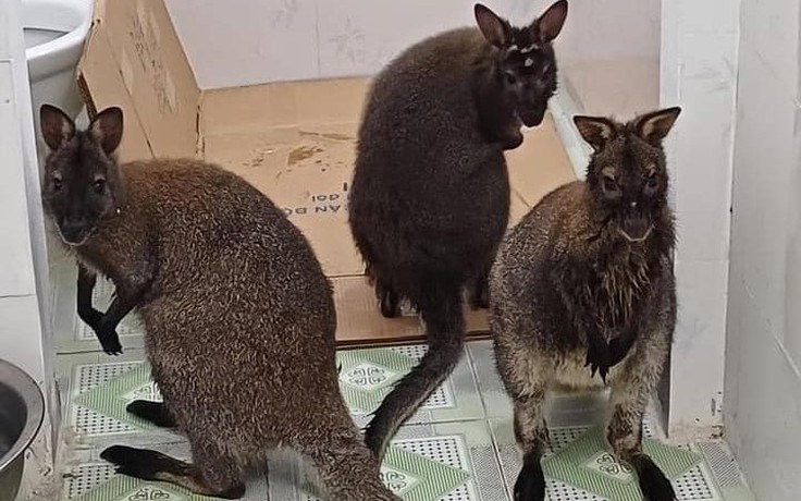 Vì sao trung tâm cứu hộ chưa tiếp nhận 4 con chuột túi ở Cao Bằng?