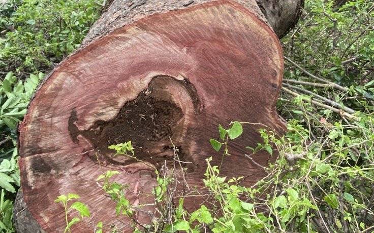 Vì sao cây xanh hơn 100 năm tuổi ở công viên Gia Định bị đốn hạ?