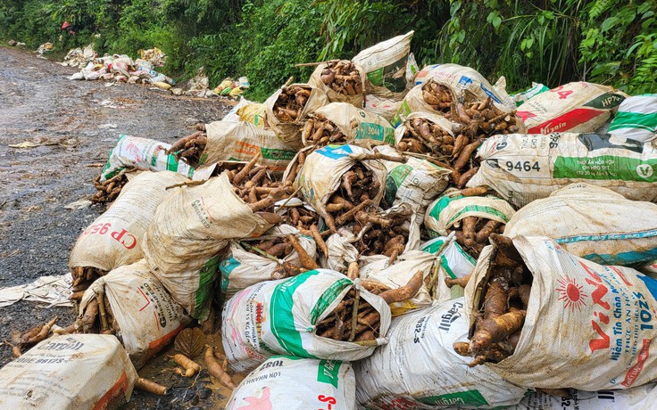 Kon Tum: Đường bị sạt lở, hơn 120 tấn mì có nguy cơ thối rữa