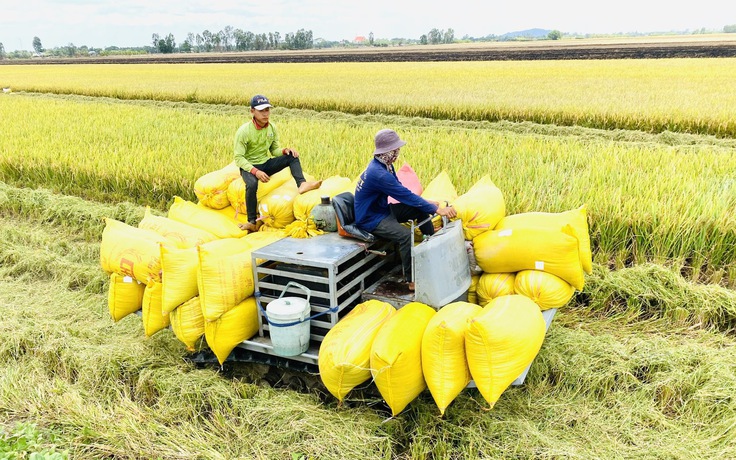 Philippines yêu cầu nhập khẩu thêm 1 triệu tấn gạo trong 30 ngày Philippines yêu cầu nhập khẩu thêm 1 triệu tấn gạo trong 30 ngày