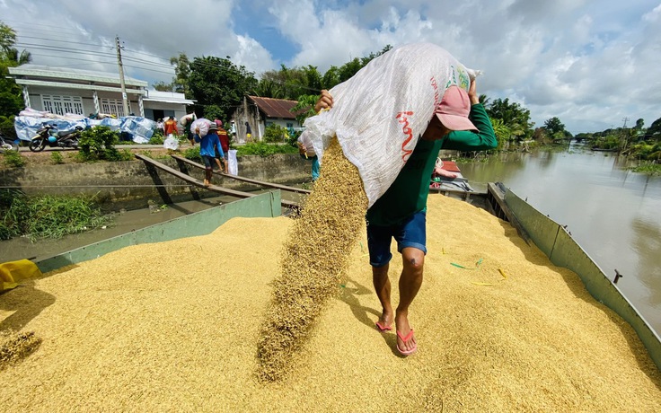 Giá gạo lại ‘nóng’ vì xuất hiện nhiều đồn đoán từ Ấn Độ