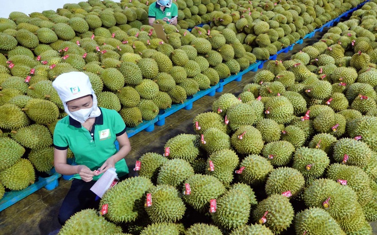Sầu riêng lên ngôi, nhiều nông sản thất thế Sầu riêng lên ngôi, nhiều nông sản thất thế