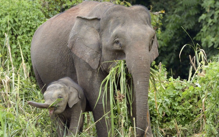Tông phải voi con, xe hơi bị đàn voi tấn công ở Malaysia