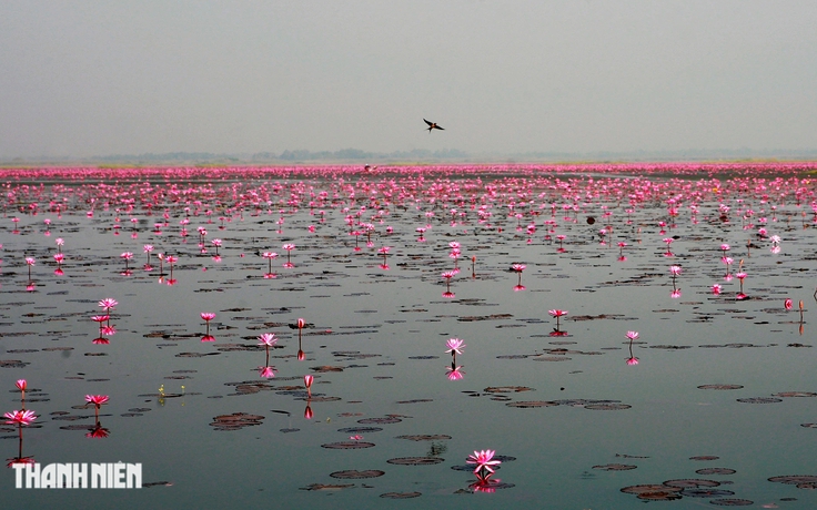 Biển hoa sen đỏ mê hoặc ở miền đông bắc Thái Lan