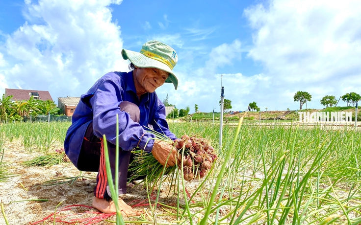 Quảng Ngãi: Người dân Lý Sơn đội nắng thu hoạch hành  xuyên trưa