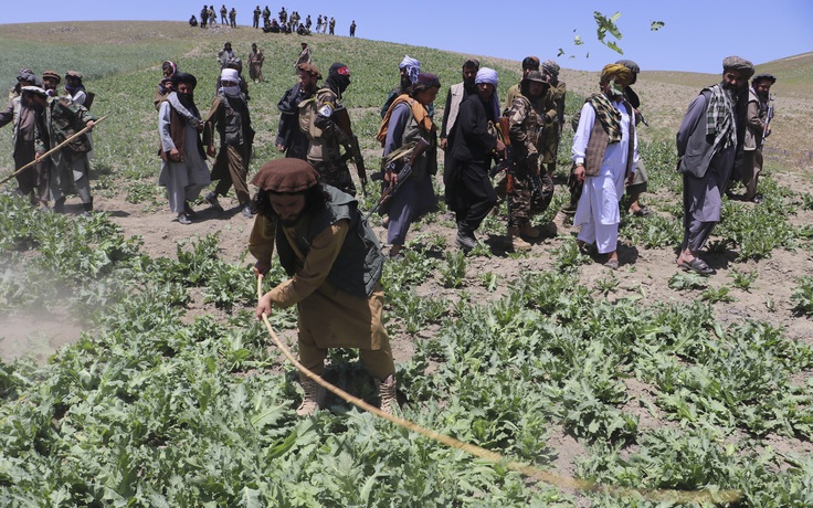 Diện tích trồng cây anh túc ở Afghanistan giảm 95% sau lệnh cấm của Taliban