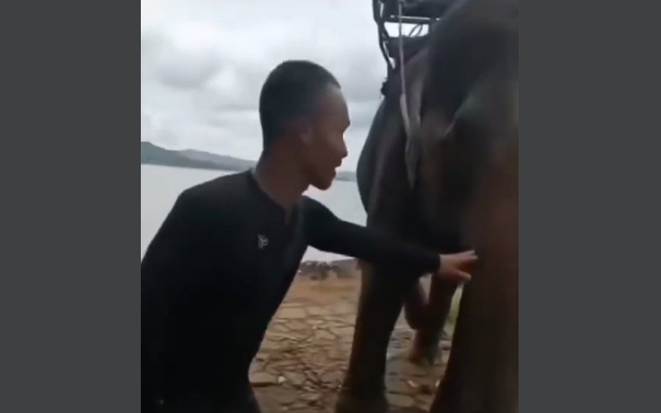 Xác minh clip 2 du khách bị voi quật ngã khi sờ vào voi ở Đắk Lắk