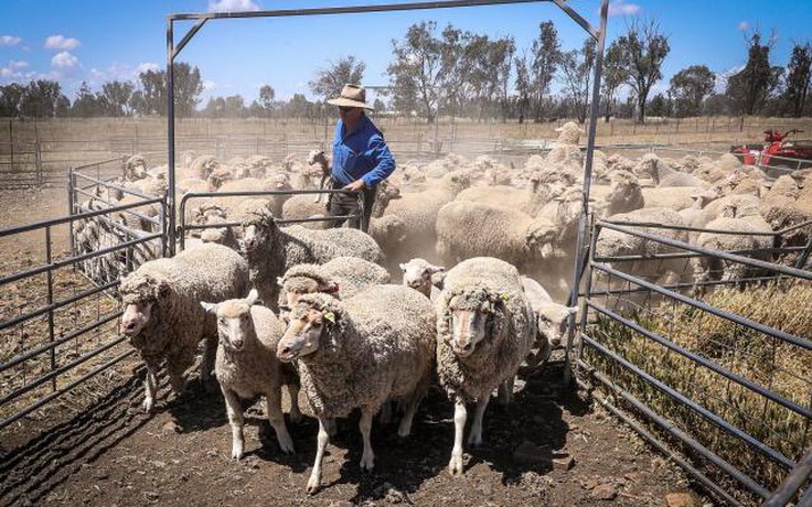 Khủng hoảng thịt cừu tại Úc, người chăn nuôi phải mang cho không