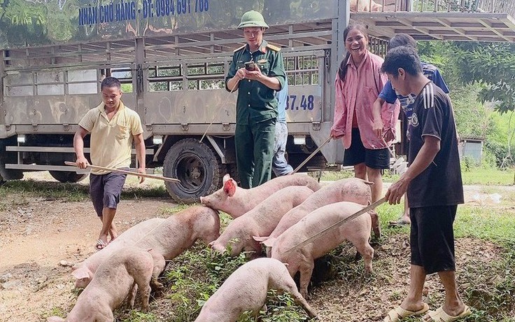 Lợn, dê cấp cho hộ nghèo Quảng Bình chết hàng loạt: Đơn vị cung ứng nói 'do chăm sóc sai'