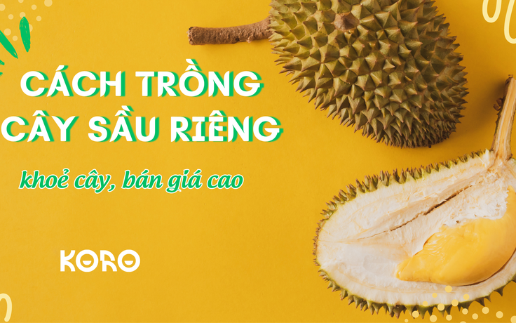 Cùng sống xanh số 63: Chăm sầu riêng bằng vi sinh, bán được giá gấp đôi giá thị trường