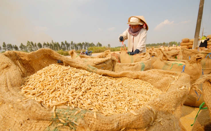 Giá gạo giảm nhẹ, Indonesia tranh thủ mở thầu 543.000 tấn gạo