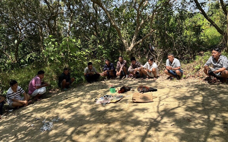 Vĩnh Long: Triệt xóa tụ điểm đá gà do Tuấn 'cá vồ' tổ chức