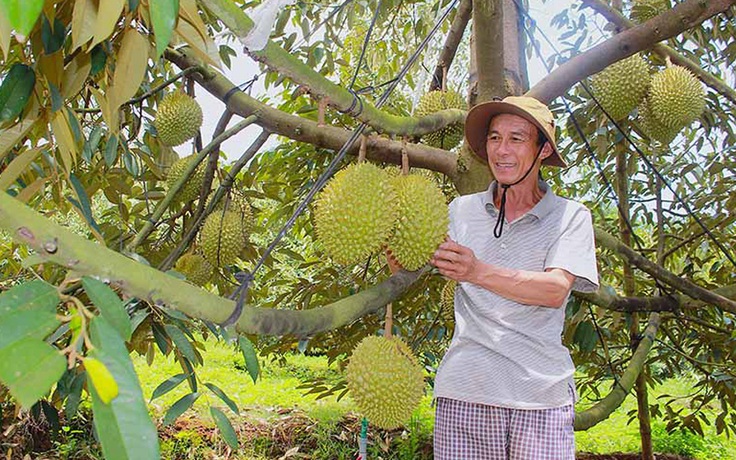 Tây nguyên bùng nổ diện tích sầu riêng