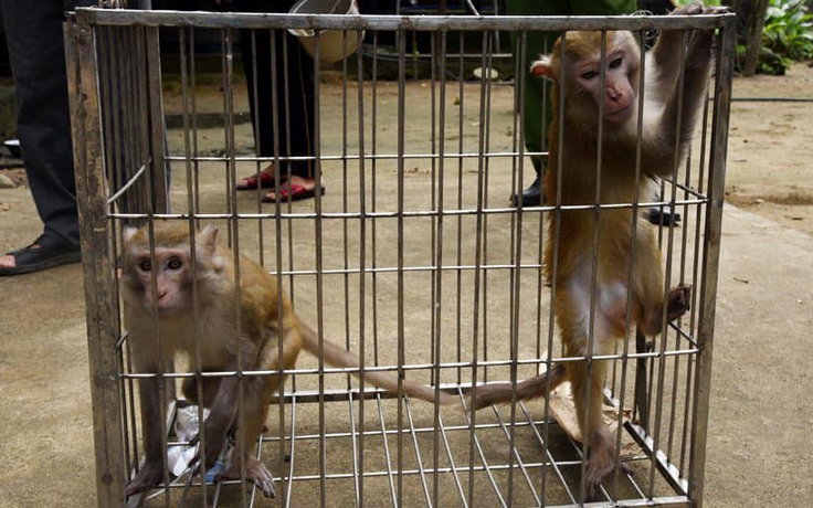 Hà Tĩnh: Người dân giao nộp 3 cá thể khỉ quý hiếm cho kiểm lâm