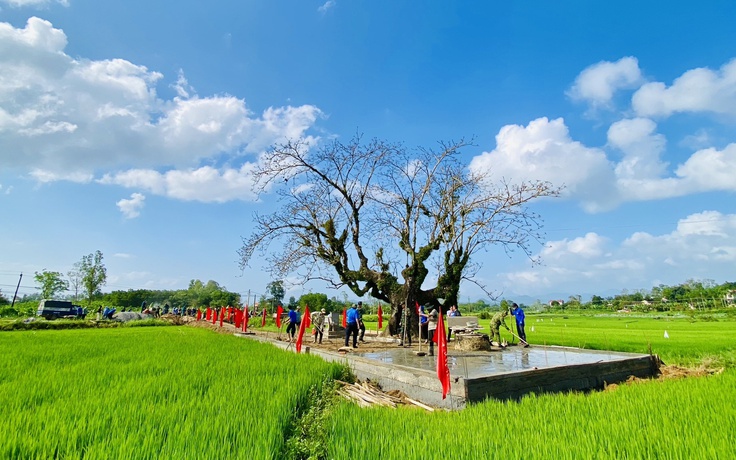 Bạn trẻ tham gia tu sửa, tôn tạo di tích lịch sử Cây Gạo Bạn trẻ tham gia tu sửa, tôn tạo di tích lịch sử Cây Gạo