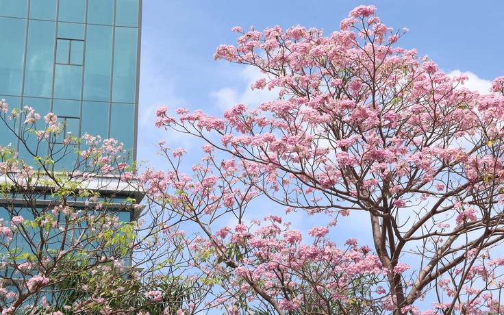 Hoa kèn nhuộm hồng các cung đường Hoa kèn nhuộm hồng các cung đường