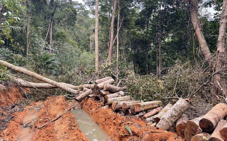 Khánh Hòa: Điều tra vụ phá rừng nghiêm trọng ở TX.Ninh Hòa
