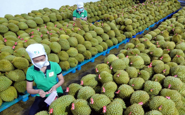 'Cơn sốt' giá sầu riêng hạ nhiệt