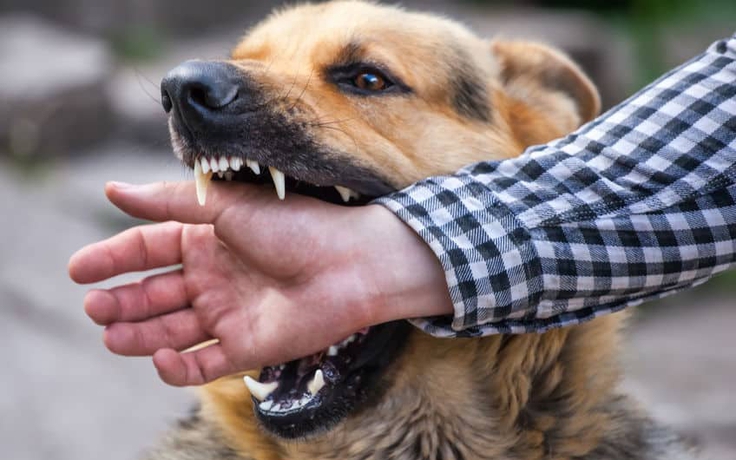 Phú Yên: Chó dại cắn khiến một người tử vong