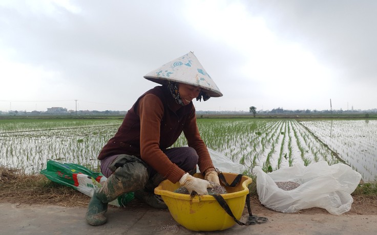 Nam Định: Lúa chết hàng loạt, nông dân lo lắng