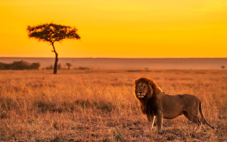 ‘Vua sư tử’ huyền thoại ở Tanzania thiệt mạng vì đối thủ phục kích