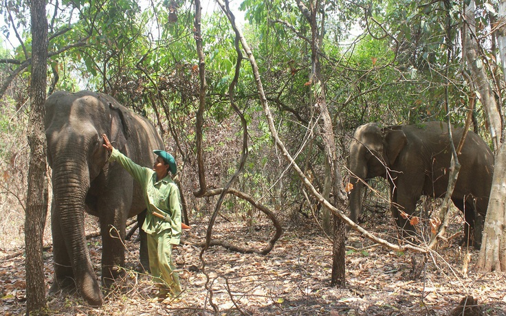 Thêm 2 voi nhà gửi vào Vườn quốc gia Yók Đôn tham gia du lịch thân thiện