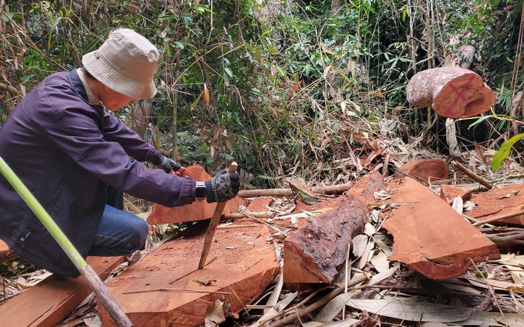Vụ khai thác rừng trái pháp luật ở Bình Định: Có dấu hiệu tội phạm