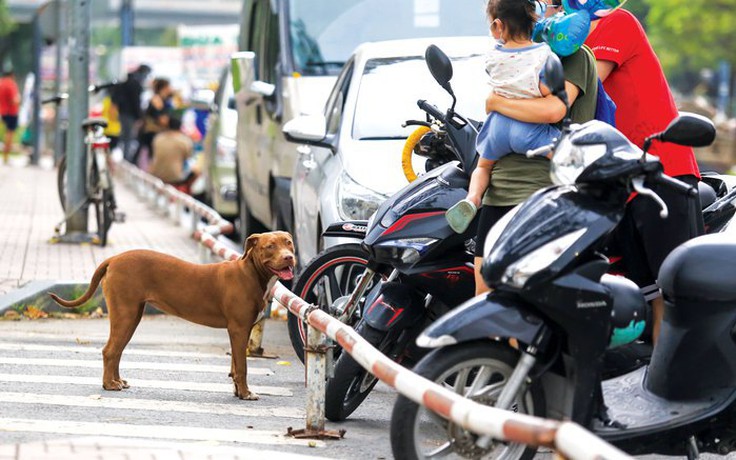 Đau đầu chuyện quản lý 'nuôi chó cả đàn' Đau đầu chuyện quản lý 'nuôi chó cả đàn'