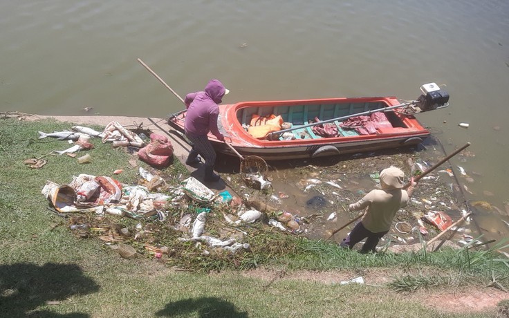Đà Lạt: Vì sao cá chết hàng loạt ở hồ Xuân Hương?