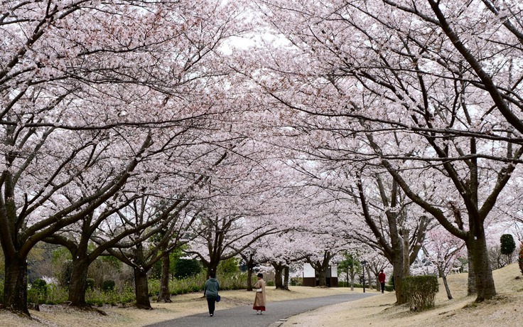 Có một Tokyo thảnh thơi giữa mùa hoa anh đào Có một Tokyo thảnh thơi giữa mùa hoa anh đào