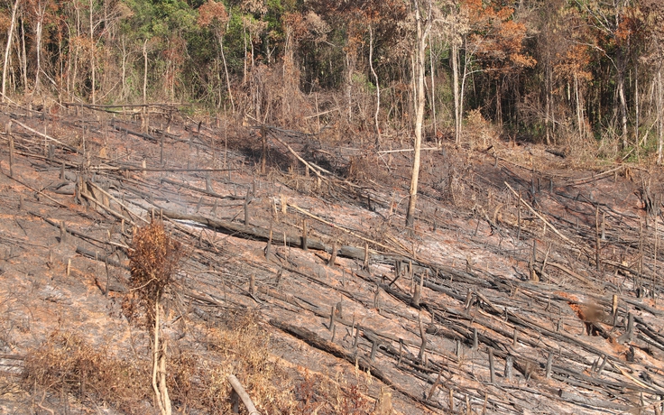 Đắk Nông: Lập chốt kiểm soát 24/24 ngăn chặn lâm tặc phá rừng