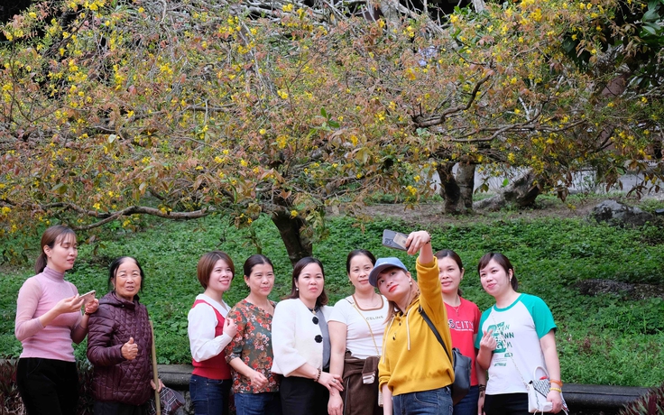 Tháng 3 lên Yên Tử ngắm mây cùng mai vàng trăm tuổi Tháng 3 lên Yên Tử ngắm mây cùng mai vàng trăm tuổi