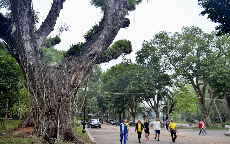 Hàng loạt cây cổ thụ có tuổi đời trăm năm chết khô ở công viên Bách Thảo