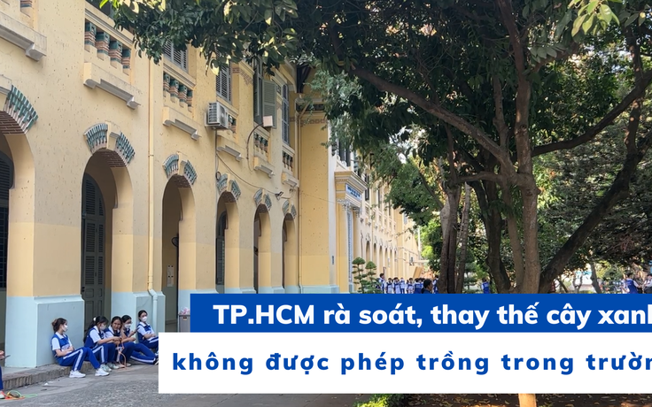 TP.HCM rà soát, thay thế cây xanh không được phép trồng trong trường