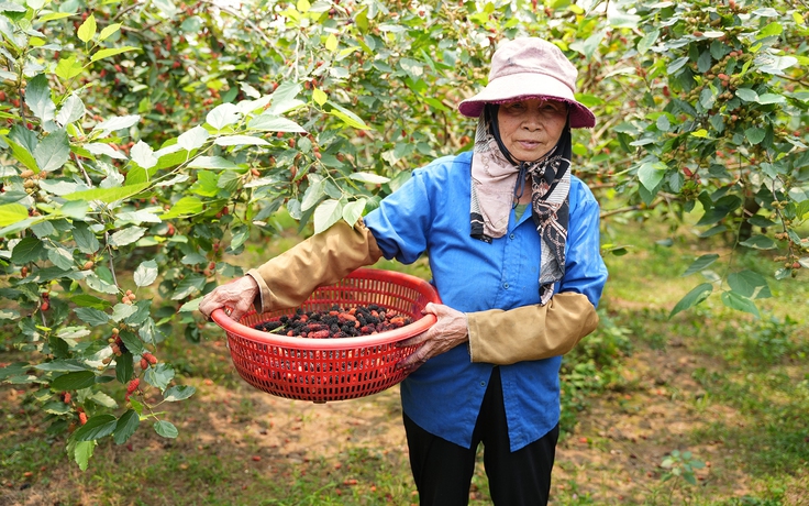 Giá dâu tằm tăng cao vì 'cháy hàng' sau mất mùa