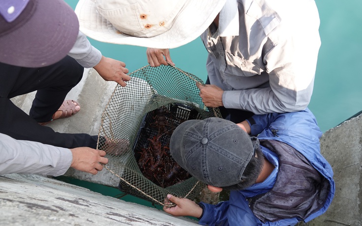 Cù lao Chàm không khai thác, tiêu thụ tôm hùm dịp lễ 30.4 - 1.5 Cù lao Chàm không khai thác, tiêu thụ tôm hùm dịp lễ 30.4 - 1.5