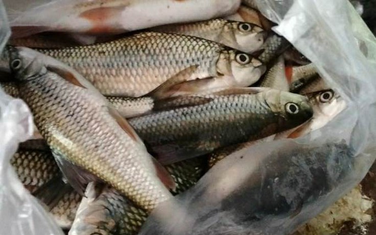 Quảng Nam: Cá chết bất thường trên sông Nước Bươu
