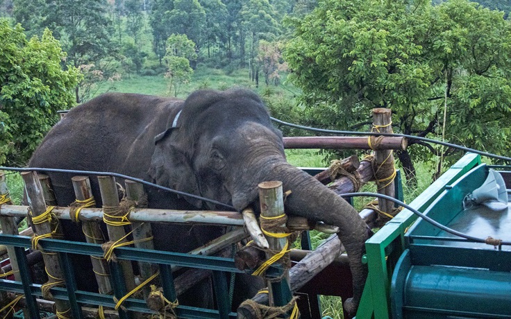 Ấn Độ bắt con voi khét tiếng 'cuồng gạo' đã giết chết 6 người
