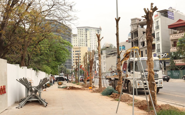 Hà Nội thay thế hàng cây chết khô trên đường Huỳnh Thúc Kháng vừa thông xe