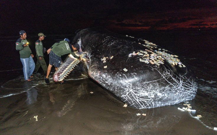 Liên tiếp cá voi khổng lồ chết trên bãi biển Bali