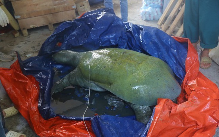 Lập tổ công tác xác định nguyên nhân rùa Hoàn Kiếm bị chết ở hồ Đồng Mô