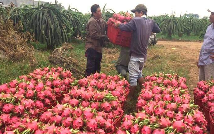 Trung Quốc tăng mua, thương lái lùng gom thanh long khắp nơi